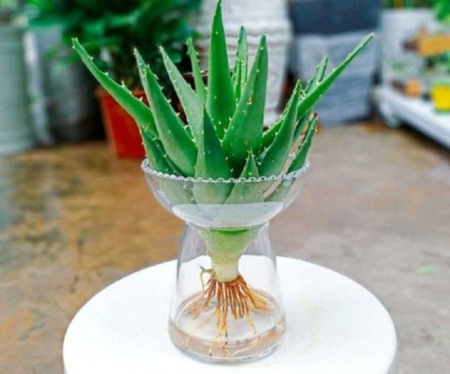 Bếp là nơi tụ tài, đặt 3 cây kích hoạt tiền chảy vào nhà - Hình 2 Bep la noi tu tai, dat 3 cay kich hoat tien chay vao nha-Hinh-2