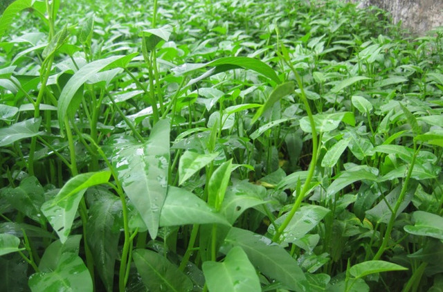 Cách trồng rau muống bằng cành lớn nhanh như thổi - Hình 6 Cach trong rau muong bang canh lon nhanh nhu thoi-Hinh-6