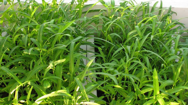Cách trồng rau muống bằng cành lớn nhanh như thổi - Hình 4 Cach trong rau muong bang canh lon nhanh nhu thoi-Hinh-4