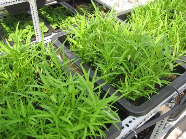 Cách trồng rau muống bằng cành lớn nhanh như thổi - Hình 3 Cach trong rau muong bang canh lon nhanh nhu thoi-Hinh-3
