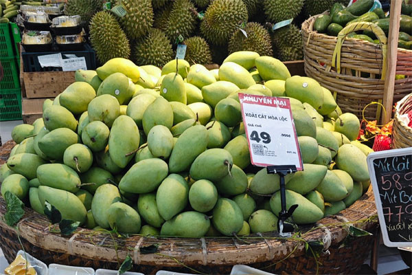 Vì sao xoài cát Hòa Lộc rớt giá còn 30.000 đồng/kg? - Hình 2 Vi sao xoai cat Hoa Loc rot gia con 30.000 dong/kg?-Hinh-2