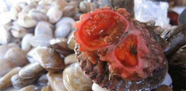 Loài động vật "ngu ngốc" nhất, ăn não của chính mình, biến thành thực vật - Hình 2 Loai dong vat