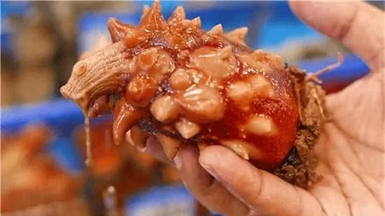Loài động vật "ngu ngốc" nhất, ăn não của chính mình, biến thành thực vật Loai dong vat