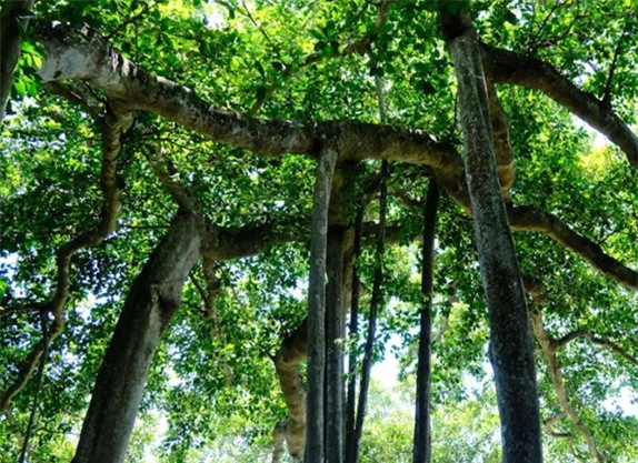 Cây cổ thụ đầu tiên tại Đà Nẵng được công nhận "Cây di sản" - Hình 4 Cay co thu dau tien tai Da Nang duoc cong nhan