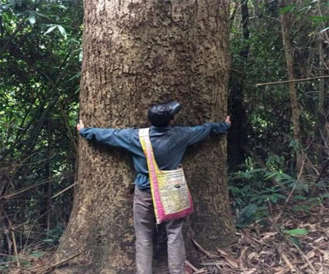 Việt Nam có loại gỗ được xem là “báu vật”, giá cả tỷ đồng Viet Nam co loai go duoc xem la “bau vat”, gia ca ty dong