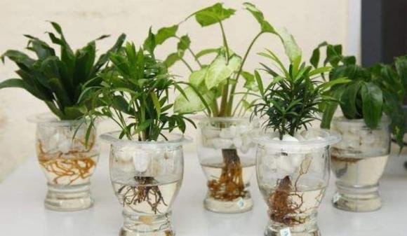 Trồng cây phong thủy nên chọn cây trồng đất hay thủy sinh? Trong cay phong thuy nen chon cay trong dat hay thuy sinh?