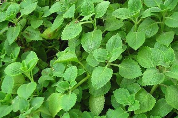 Người tuổi này nên trồng húng chanh, vừa trị ho vừa hút tài lộc Nguoi tuoi nay nen trong hung chanh, vua tri ho vua hut tai loc