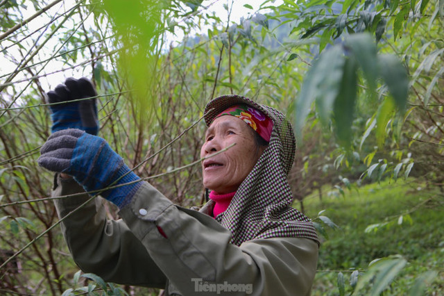 Mục sở thị nghề hái ra tiền dịp Tết - Hình 10 Muc so thi nghe hai ra tien dip Tet-Hinh-10