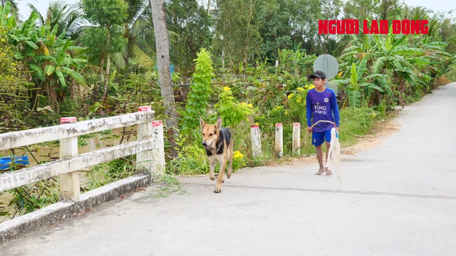 Lạ lùng chú chó chăn hàng ngàn con vịt La lung chu cho chan hang ngan con vit
