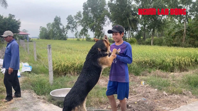 Lạ lùng chú chó chăn hàng ngàn con vịt - Hình 4 La lung chu cho chan hang ngan con vit-Hinh-4
