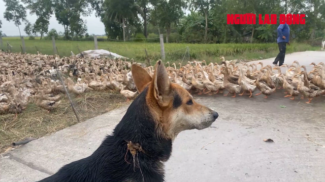 Lạ lùng chú chó chăn hàng ngàn con vịt - Hình 11 La lung chu cho chan hang ngan con vit-Hinh-11
