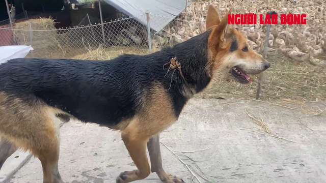 Lạ lùng chú chó chăn hàng ngàn con vịt - Hình 3 La lung chu cho chan hang ngan con vit-Hinh-3