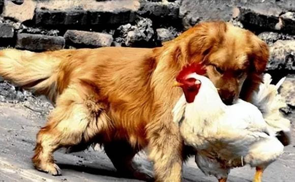 Vợ chồng cùng con giáp được không? - Hình 7 Vo chong cung con giap duoc khong?-Hinh-7