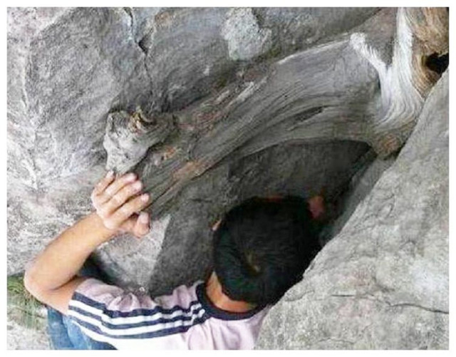 Loại gỗ quý dễ khiến nhiều người bỏ mạng, tìm được là đổi đời - Hình 3 Loai go quy de khien nhieu nguoi bo mang, tim duoc la doi doi-Hinh-3