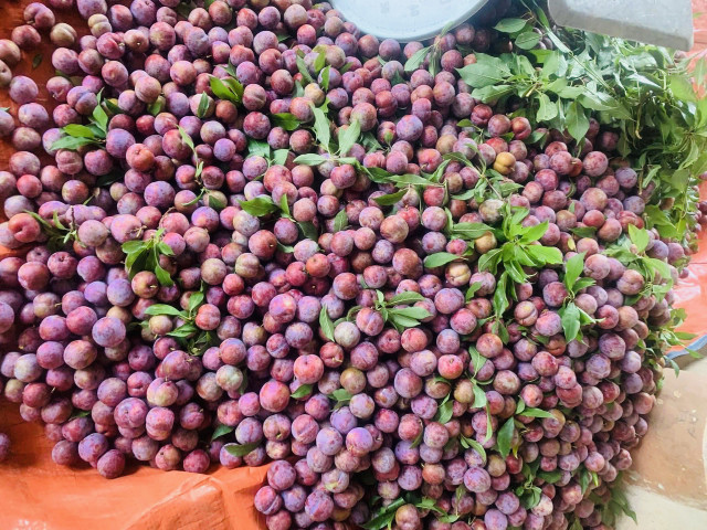 Mận chín đỏ ở vựa trái cây lớn nhất miền Bắc - Hình 2 Man chin do o vua trai cay lon nhat mien Bac-Hinh-2