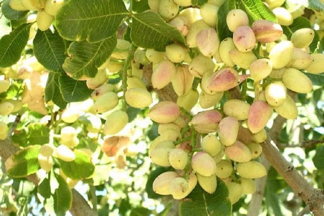 Loại cây "lì lợm" trồng 6 năm mới ra quả "nhỏ nhưng có võ" - Hình 3 Loai cay