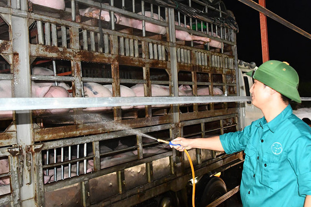 Giá tăng vọt, triệu hộ chăn nuôi lợn thoát cảnh thua lỗ Gia tang vot, trieu ho chan nuoi lon thoat canh thua lo