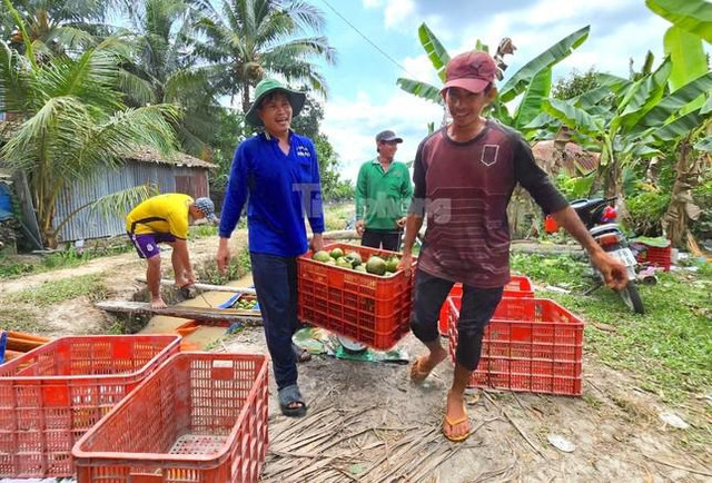 Giá cam sành bất ngờ tăng sau chuỗi ngày lao dốc chưa từng có Gia cam sanh bat ngo tang sau chuoi ngay lao doc chua tung co