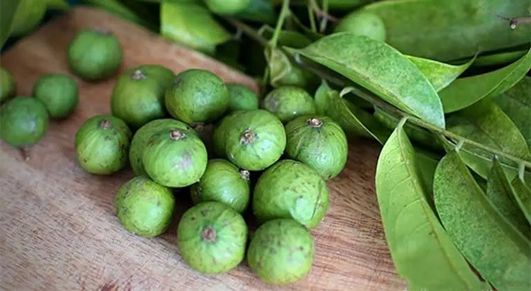 Thứ quả thường được kết hợp cùng thịt vịt, có thể làm thuốc Thu qua thuong duoc ket hop cung thit vit, co the lam thuoc