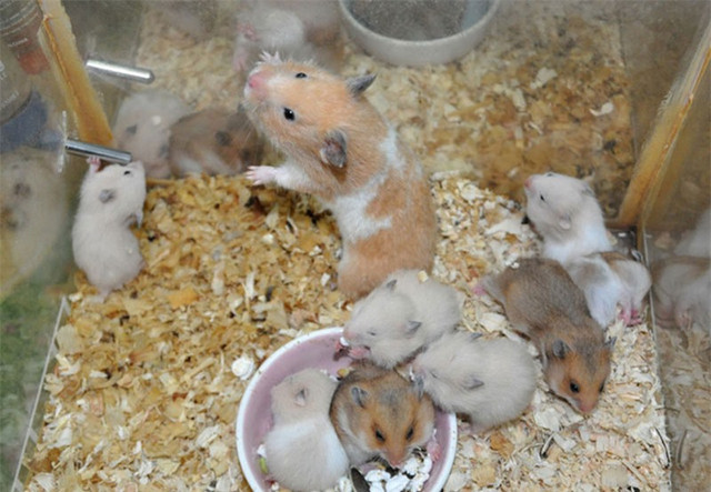 Video: Cận cảnh quá trình phát triển của chuột hamster Video: Can canh qua trinh phat trien cua chuot hamster