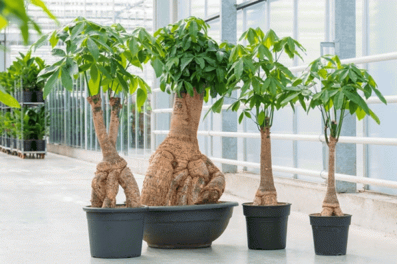 Người thuộc 2 mệnh trồng cây kim ngân sẽ như "cá chép hóa rồng" Nguoi thuoc 2 menh trong cay kim ngan se nhu