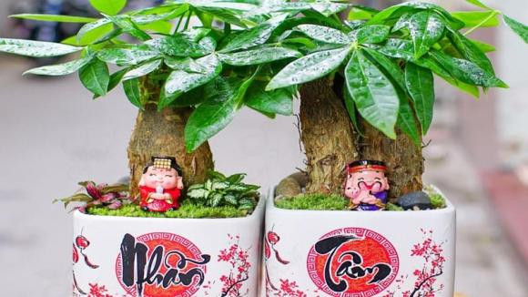 Người thuộc 2 mệnh trồng cây kim ngân sẽ như "cá chép hóa rồng" - Hình 2 Nguoi thuoc 2 menh trong cay kim ngan se nhu
