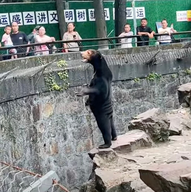 Khám phá bí mật về loài gấu chó Kham pha bi mat ve loai gau cho