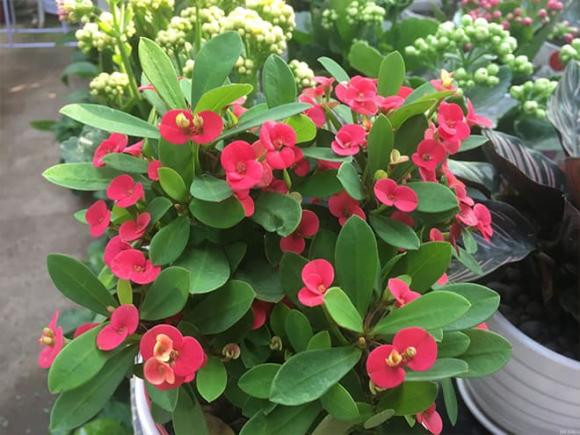 4 loại hoa chuyên trồng ban công, phát triển tốt, hoa nở quanh năm - Hình 3 4 loai hoa chuyen trong ban cong, phat trien tot, hoa no quanh nam-Hinh-3