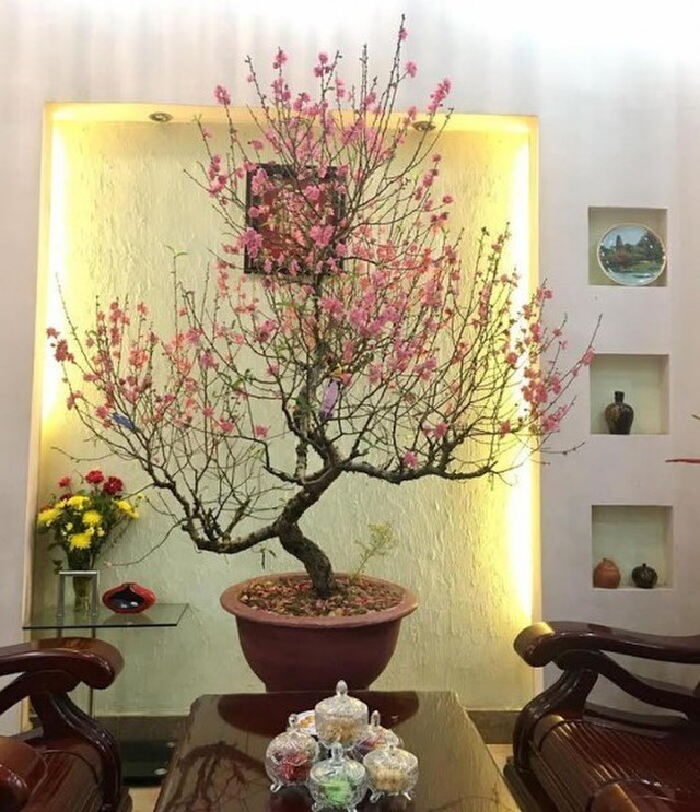 Hội học sinh trổ tài trang trí cây cảnh Tết dân tình xuýt xoa - Hình 2 Hoi hoc sinh tro tai trang tri cay canh Tet dan tinh xuyt xoa-Hinh-2