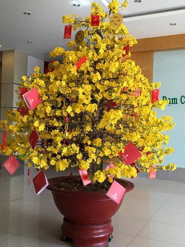Hội học sinh trổ tài trang trí cây cảnh Tết dân tình xuýt xoa Hoi hoc sinh tro tai trang tri cay canh Tet dan tinh xuyt xoa
