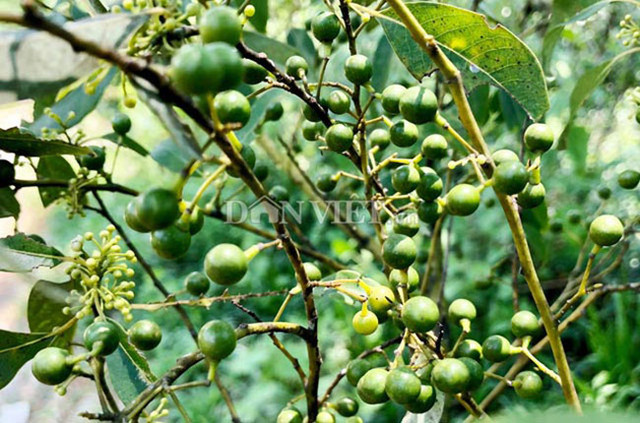 Loại quả dại ở Việt Nam, nay được bán giá lên tới 300.000 đồng/kg - Hình 3 Loai qua dai o Viet Nam, nay duoc ban gia len toi 300.000 dong/kg-Hinh-3