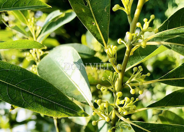 Loại quả dại ở Việt Nam, nay được bán giá lên tới 300.000 đồng/kg - Hình 6 Loai qua dai o Viet Nam, nay duoc ban gia len toi 300.000 dong/kg-Hinh-6