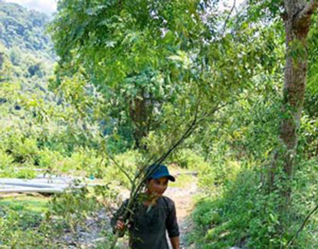 Loại quả dại ở Việt Nam, nay được bán giá lên tới 300.000 đồng/kg - Hình 4 Loai qua dai o Viet Nam, nay duoc ban gia len toi 300.000 dong/kg-Hinh-4