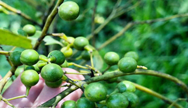 Loại quả dại ở Việt Nam, nay được bán giá lên tới 300.000 đồng/kg - Hình 5 Loai qua dai o Viet Nam, nay duoc ban gia len toi 300.000 dong/kg-Hinh-5