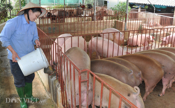 Giá heo hơi hôm nay 17/1: Mỗi nơi một giá, lái buôn tranh nhau mua Gia heo hoi hom nay 17/1: Moi noi mot gia, lai buon tranh nhau mua