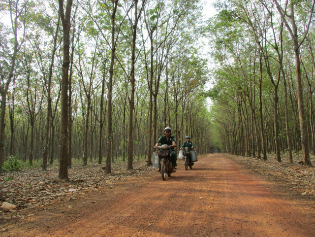 Vàng trắng hồi sinh, người trồng kiếm tiền tỉ Vang trang hoi sinh, nguoi trong kiem tien ti