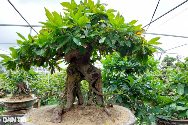 Vượt núi đá săn đàn chuột khổng lồ... chuyện lạ ngay Hà Nội - Hình 4 Vuot nui da san dan chuot khong lo... chuyen la ngay Ha Noi-Hinh-4