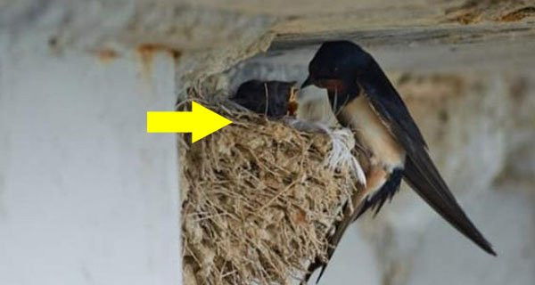 5 điềm lành bất ngờ xuất hiện: Gia chủ năm mới khấm khá 5 diem lanh bat ngo xuat hien: Gia chu nam moi kham kha