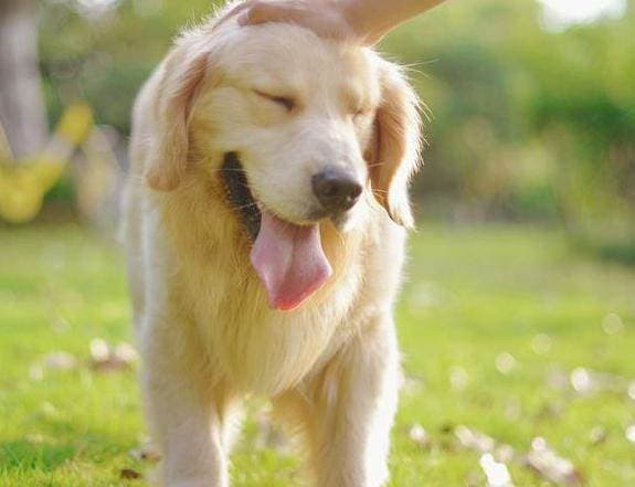 Con chó liếm tay của bạn, hóa ra nó đang nói điều này Con cho liem tay cua ban, hoa ra no dang noi dieu nay