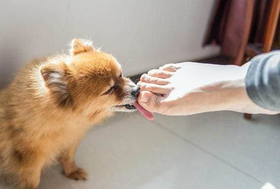 Con chó liếm tay của bạn, hóa ra nó đang nói điều này - Hình 3 Con cho liem tay cua ban, hoa ra no dang noi dieu nay-Hinh-3