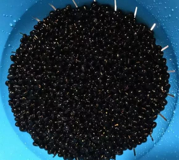 Thuốc bổ không gì tốt bằng đậu đen ngâm giấm - Hình 2 Thuoc bo khong gi tot bang dau den ngam giam-Hinh-2