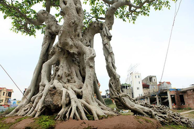 Khu vườn với cây cảnh được đổi bằng 6 lô biệt thự của đại gia Phú Thọ - Hình 4 Khu vuon voi cay canh duoc doi bang 6 lo biet thu cua dai gia Phu Tho-Hinh-4
