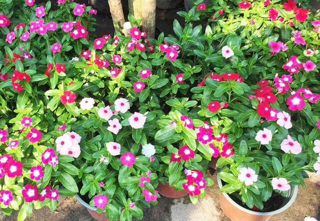 9 loại cây trang trí Tết, xua đuổi vận đen và nghênh đón tài lộc ảnh 4 9 loại cây trang trí Tết, xua đuổi vận đen và nghênh đón tài lộc ảnh 4