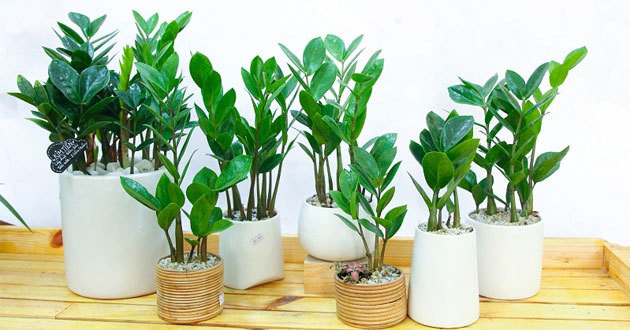 9 loại cây trang trí Tết, xua đuổi vận đen và nghênh đón tài lộc ảnh 2 9 loại cây trang trí Tết, xua đuổi vận đen và nghênh đón tài lộc ảnh 2