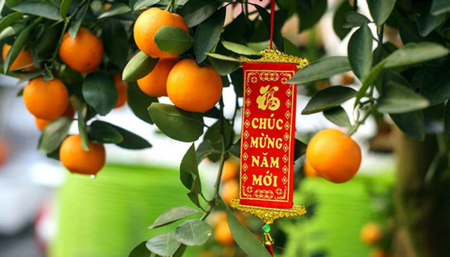 9 loại cây trang trí Tết, xua đuổi vận đen và nghênh đón tài lộc ảnh 6 9 loại cây trang trí Tết, xua đuổi vận đen và nghênh đón tài lộc ảnh 6