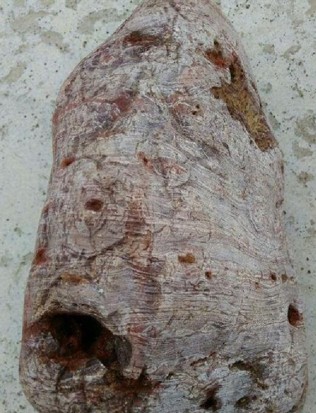 Đem khúc gỗ mục về nhà, người nông dân choáng váng phát hiện kho báu Dem khuc go muc ve nha, nguoi nong dan choang vang phat hien kho bau