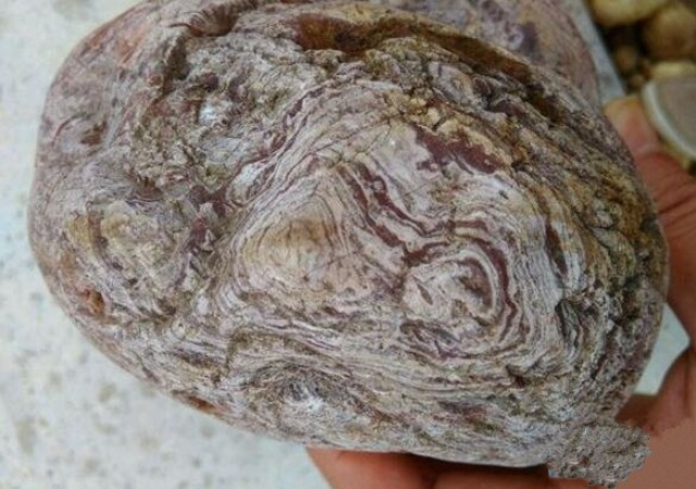 Đem khúc gỗ mục về nhà, người nông dân choáng váng phát hiện kho báu - Hình 2 Dem khuc go muc ve nha, nguoi nong dan choang vang phat hien kho bau-Hinh-2