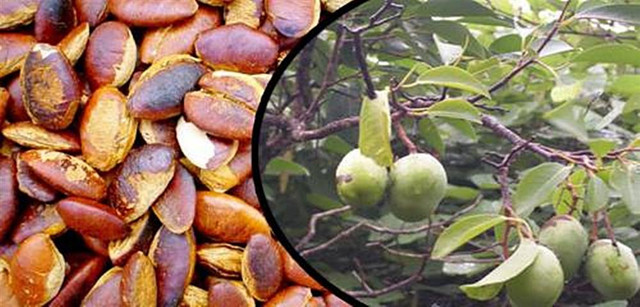 Hạt kơ nia rang hứa hẹn trở thành món độc đãi khách dịp Tết 2022 Hat ko nia rang hua hen tro thanh mon doc dai khach dip Tet 2022