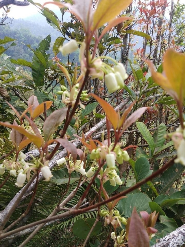 Hoa đào độc lạ, giá tiền triệu hút khách Hà thành mua trưng Tết - Hình 3 Hoa dao doc la, gia tien trieu hut khach Ha thanh mua trung Tet-Hinh-3