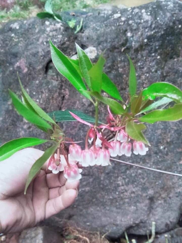 Hoa đào độc lạ, giá tiền triệu hút khách Hà thành mua trưng Tết - Hình 2 Hoa dao doc la, gia tien trieu hut khach Ha thanh mua trung Tet-Hinh-2